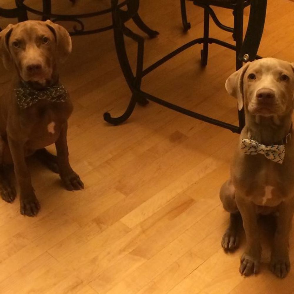 Meet your Posher, Hank